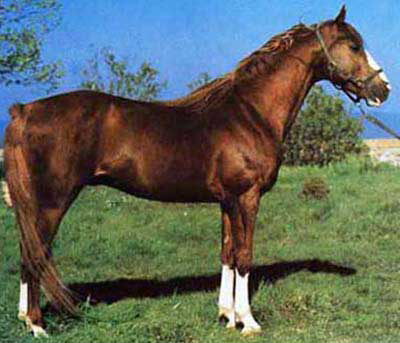 Het paard van Persano - Persano | Secret World Trip Planner