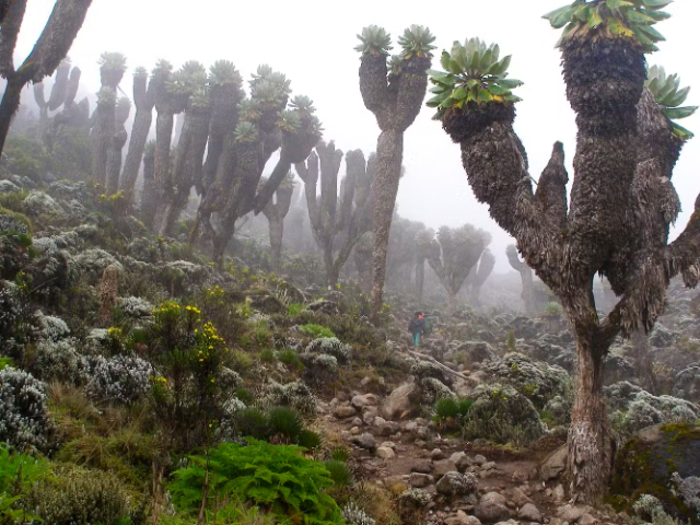 Велетні Кіліманджаро - Mount Kenya National Park | Secret World Trip Planner