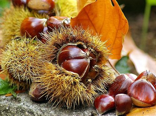 Montella chestnut PGI.