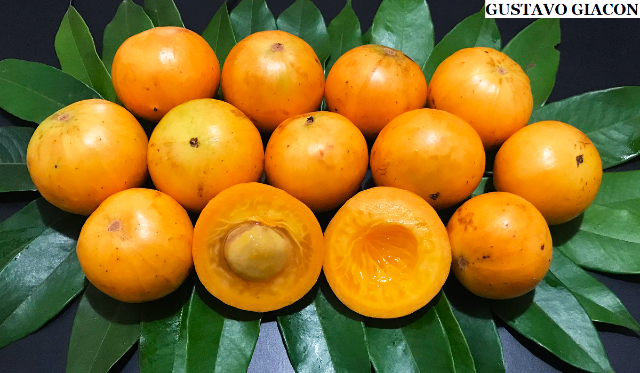 ক্যাম্বুকা - Ilhabela | Secret World Trip Planner