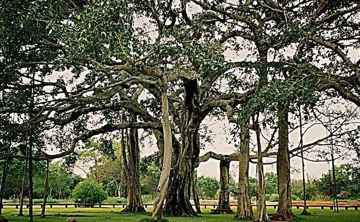 Terbesar di dunia pohon beringin: Thimmamma Marrimanu - Gootibylu | Secret World Trip Planner