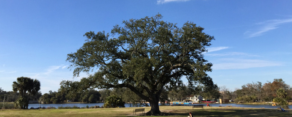 ニューオーリンズの歌うオーク - New Orleans | Secret World Trip Planner