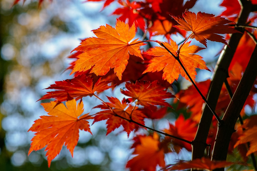 Red Maple (Hongfeng Lake) - Hongfeng Lake | Secret World Trip Planner