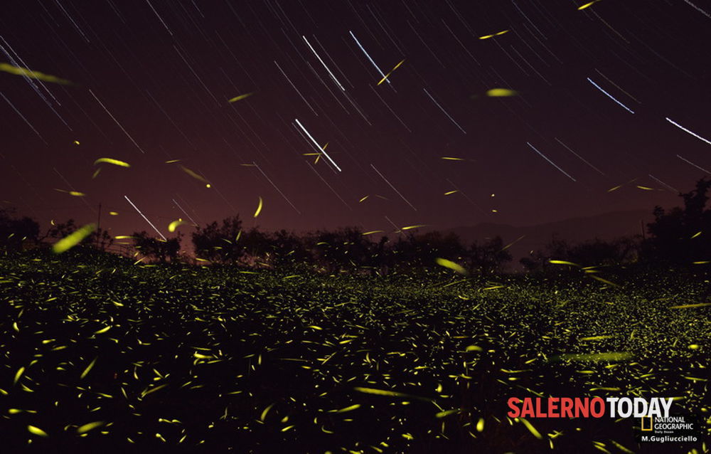 جادو کی fireflies