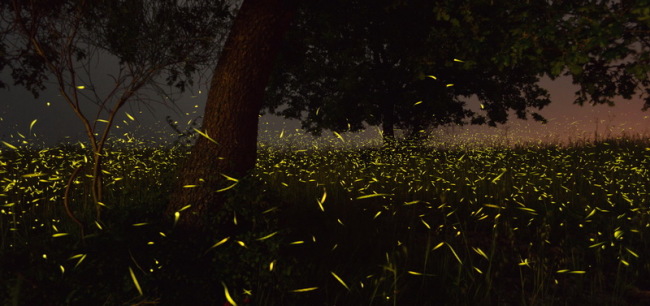 جادو کی fireflies