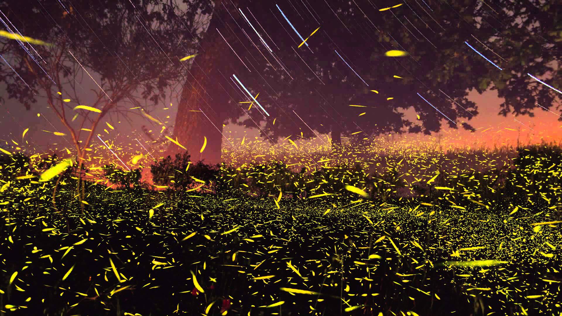 جادو کی fireflies