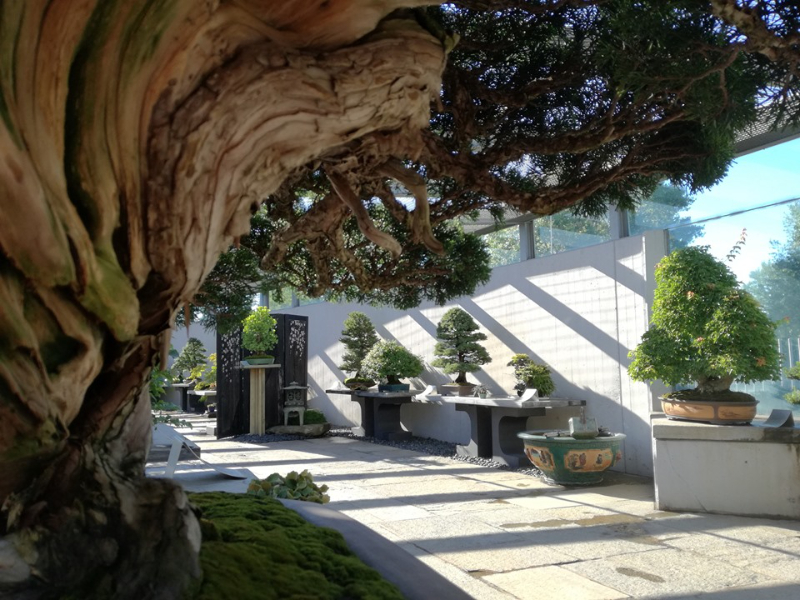 克雷斯皮盆景博物馆