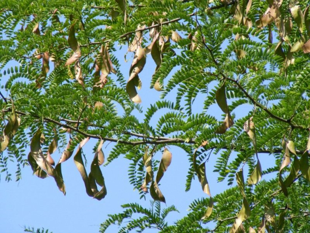 ದಿ ಕ್ಯಾರೋಬ್ - Ragusa | Secret World Trip Planner