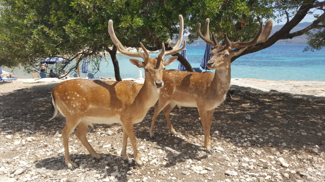 Isola di Moni: Una fetta di paradiso incontaminato a un passo dalla barca - Moni Eginas | Secret World Trip Planner