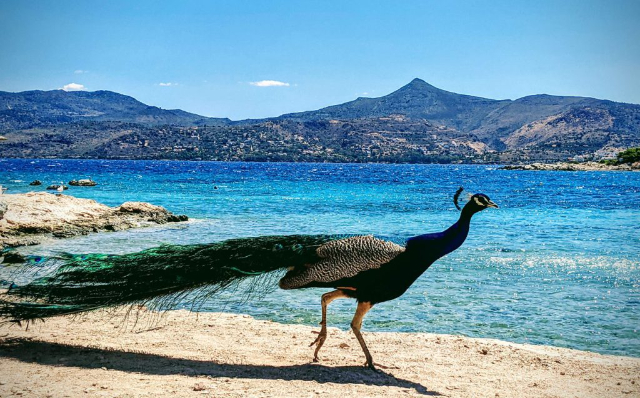 Isola di Moni: Una fetta di paradiso incontaminato a un passo dalla barca - Moni Eginas | Secret World Trip Planner