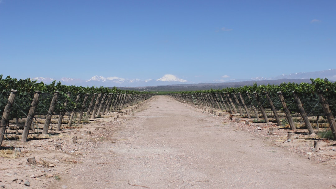 Scopri l'Esperienza del Vino a Mendoza, Argentina - Rivadavia 234 | Secret World Trip Planner