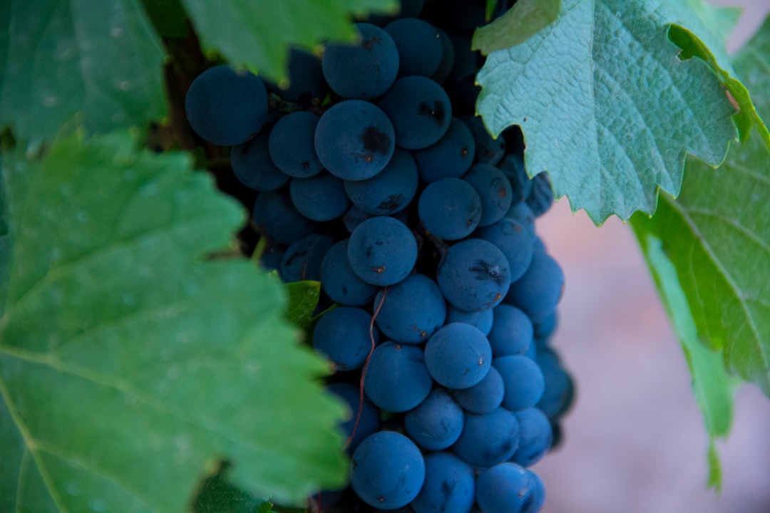 Discover the Wine Experience in Mendoza, Argentina - Rivadavia 234 | Secret World Trip Planner