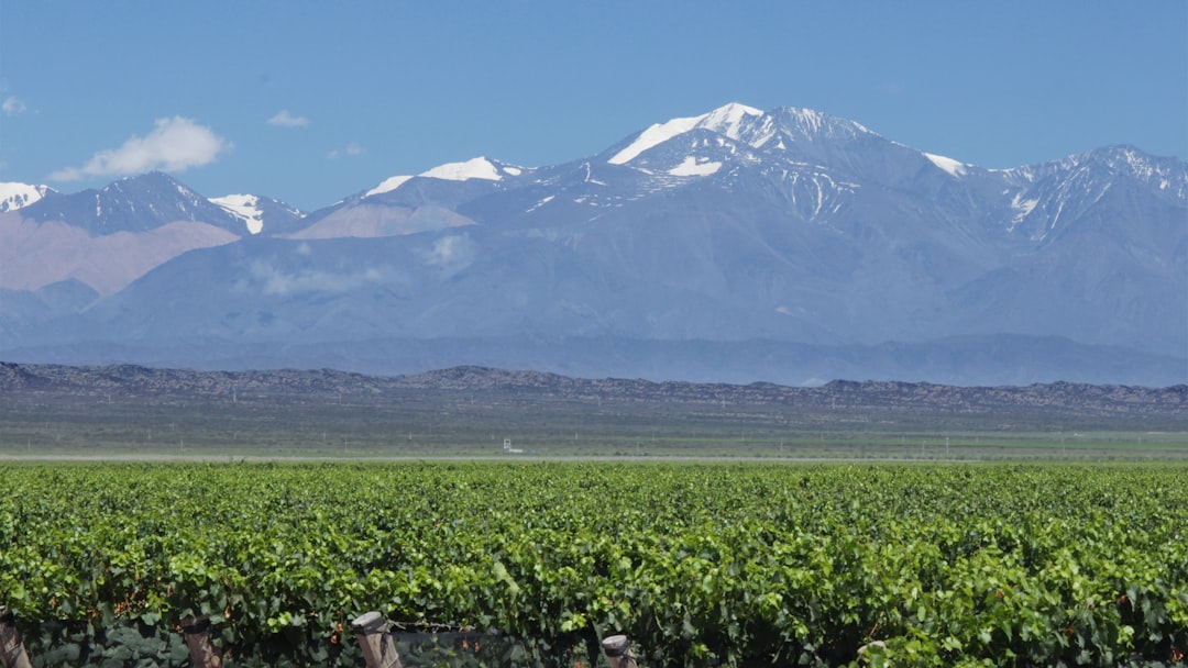 Discover the Wine Experience in Mendoza, Argentina - Rivadavia 234 | Secret World Trip Planner