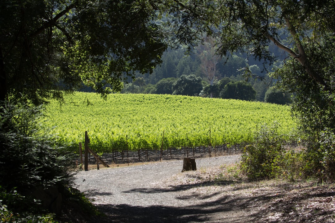 Sonoma Valley: A Magia dos Vinhos da Califórnia - Sonoma Valley | Secret World Trip Planner