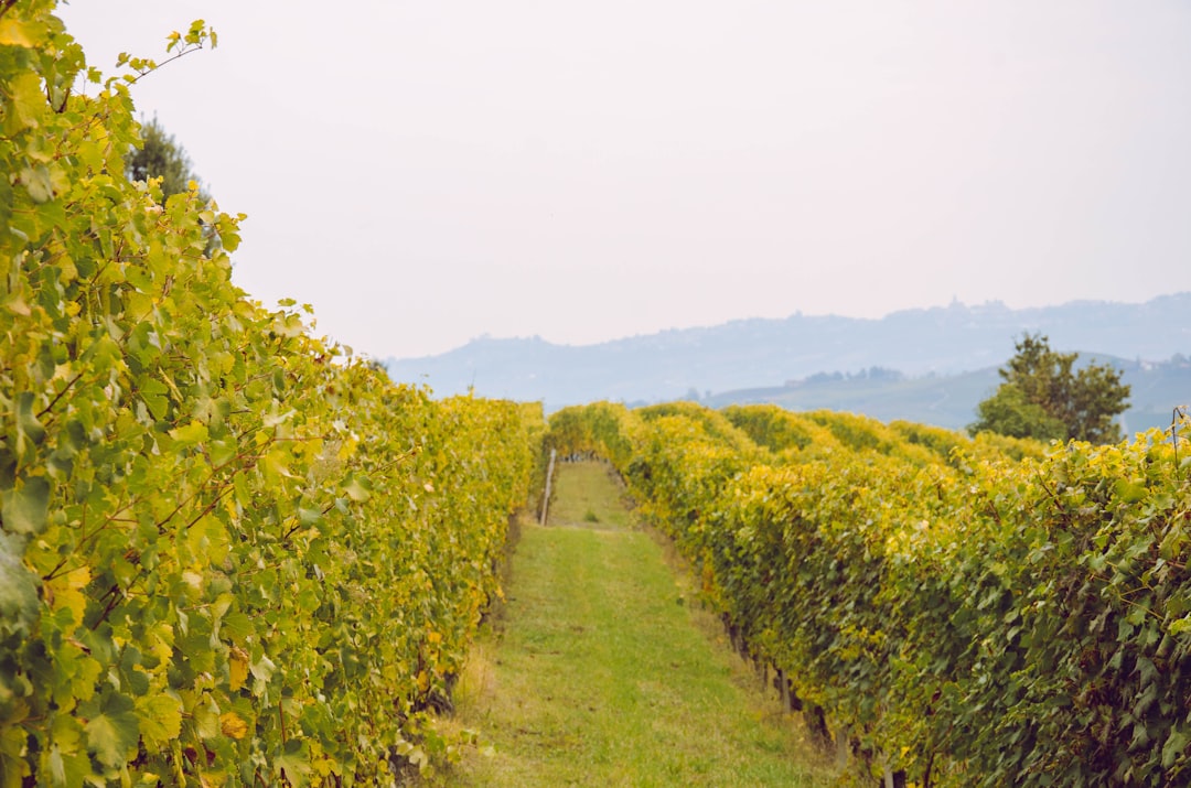 Descubra as Langhe: viagem entre Barolo e Barbaresco - Langhe | Secret World Trip Planner