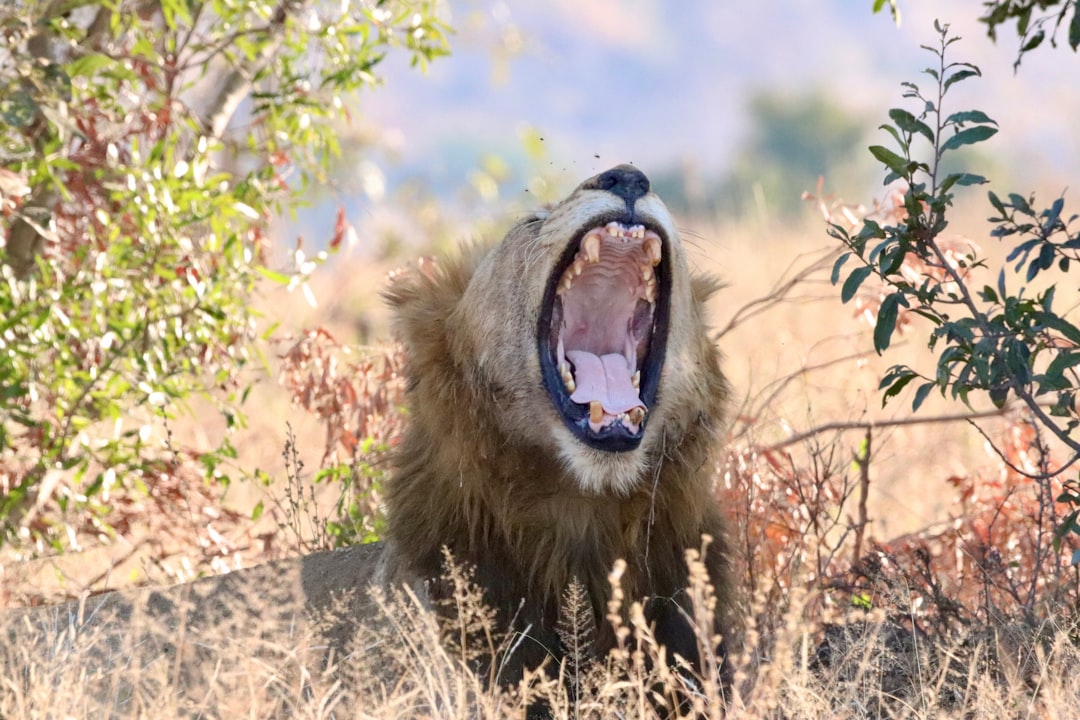 Skukuza: Un Paradiso della Biodiversità in Sudafrica - Skukuza | Secret World Trip Planner