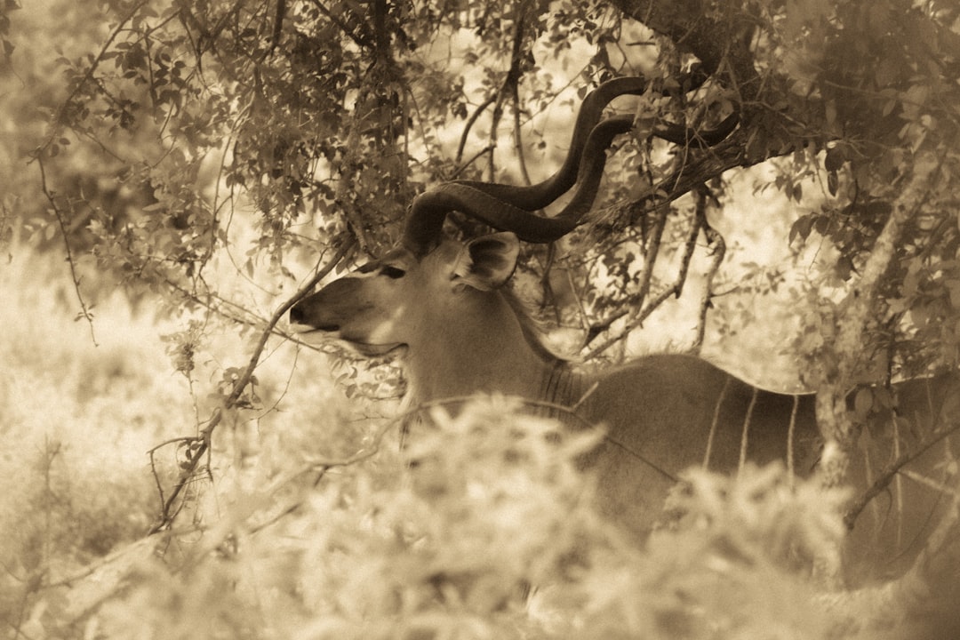 Skukuza : Un Paradis de Biodiversité en Afrique du Sud - Skukuza | Secret World Trip Planner