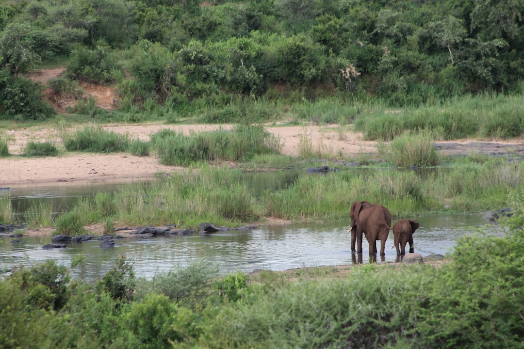 Skukuza: Um Paraíso de Biodiversidade na África do Sul - Skukuza | Secret World Trip Planner