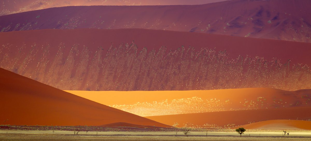 Scoprire il Deserto del Namib: Dune e Silenzio | Secret World Trip Planner