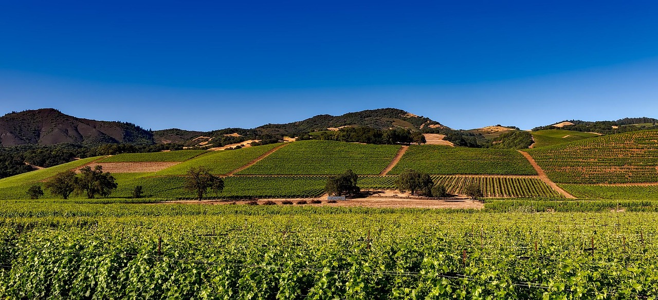 Migliori app viaggio Napa Valley 2026: le 5 scelte top - Napa Valley | Secret World Trip Planner