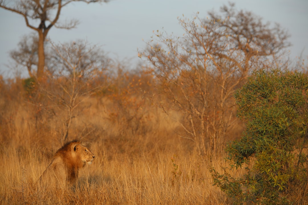Come visitare Kruger Park con Secret World nel 2026 - Kruger Park | Secret World Trip Planner