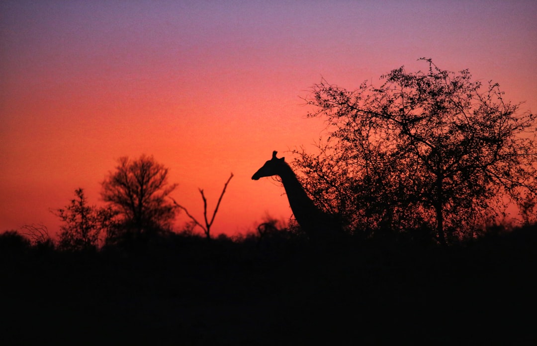 How to Visit Kruger Park with Secret World in 2026 - Kruger Park | Secret World Trip Planner