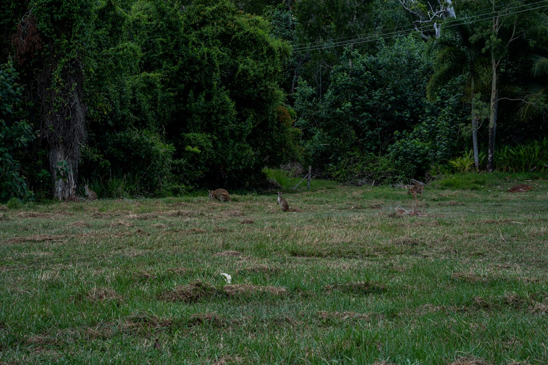 Wanderlog alternative per Cairns 2026: Scopri Secret World - Cairns | Secret World Trip Planner