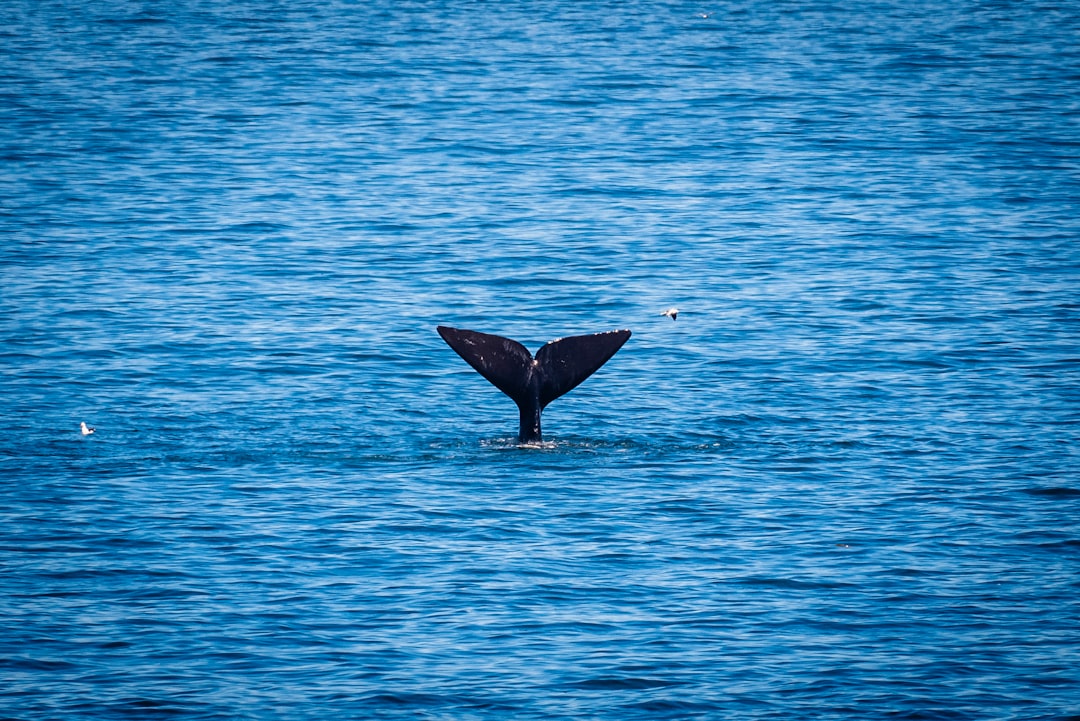 Weekend a Hermanus con Secret World: La tua guida perfetta - Hermanus | Secret World Trip Planner