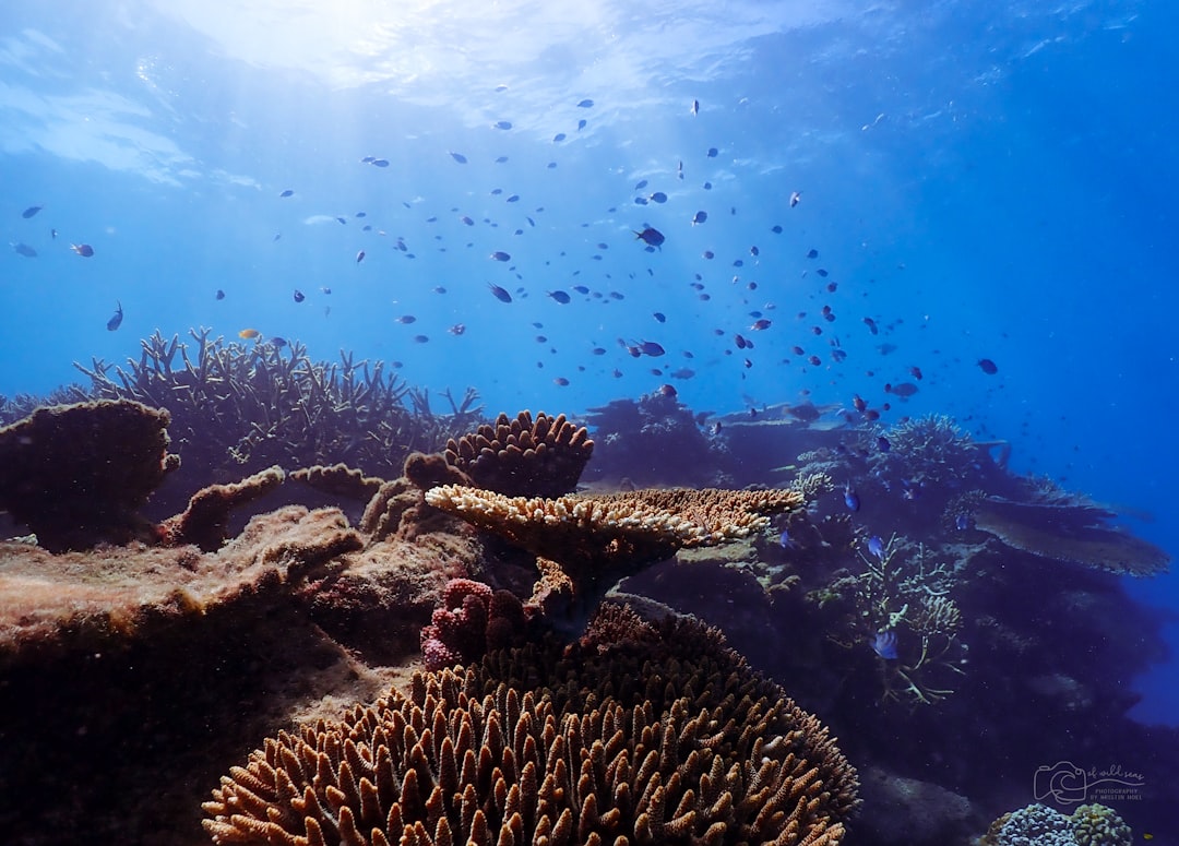 Secret World vs TripIt: il miglior modo per esplorare Great Barrier Reef - Great Barrier Reef | Secret World Trip Planner