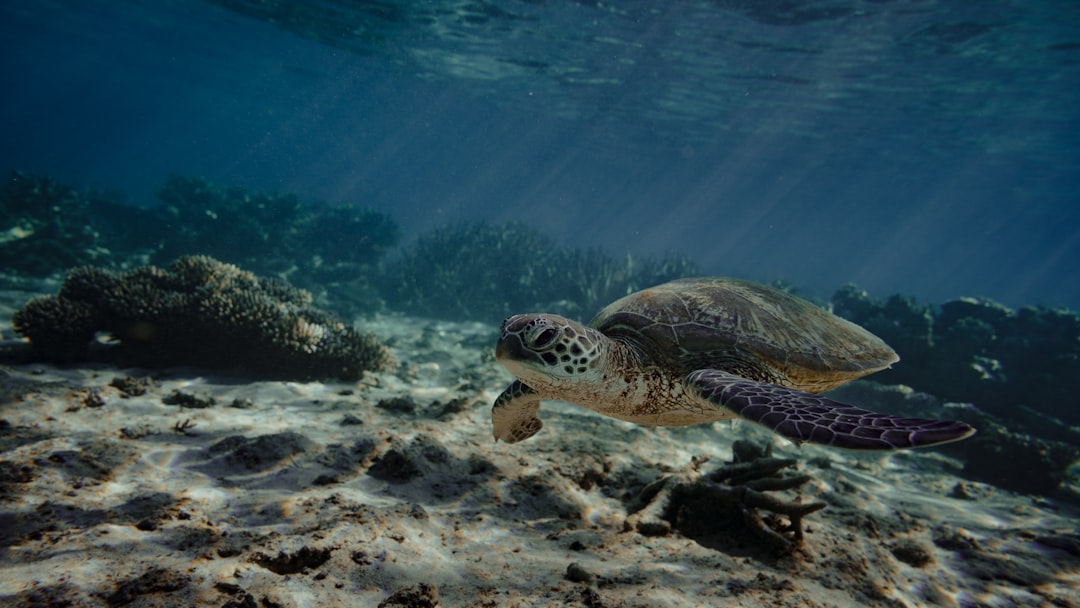 Secret World vs TripIt: il Miglior Trip Planner per Ningaloo Reef - Ningaloo Reef | Secret World Trip Planner