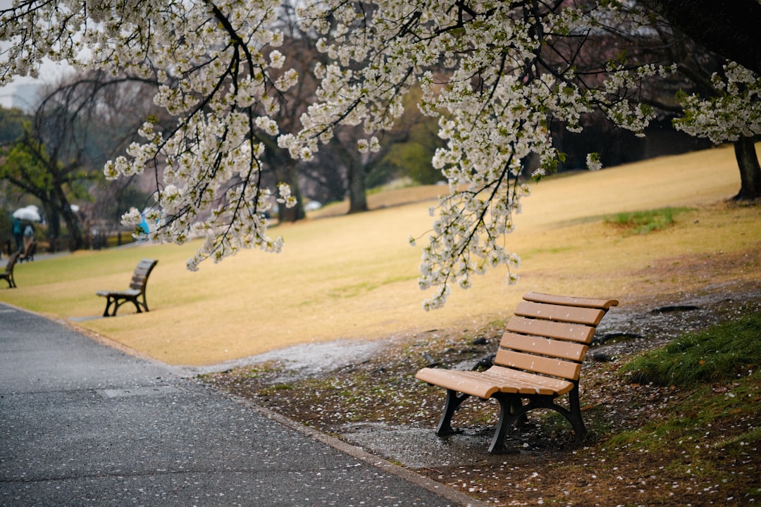 Esplorando il Giardino Nazionale di Shinjuku Gyoen - Shinjuku City | Secret World Trip Planner