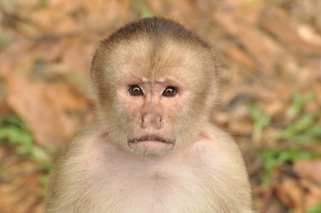 Explorando la Magia de la Selva Amazónica - Codajás - Amazonas | Secret World Trip Planner
