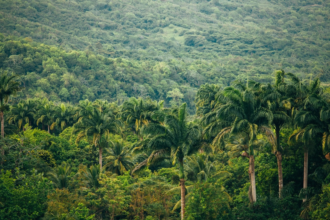 Descubra a Magia da Floresta Amazônica - Codajás - Amazonas | Secret World Trip Planner