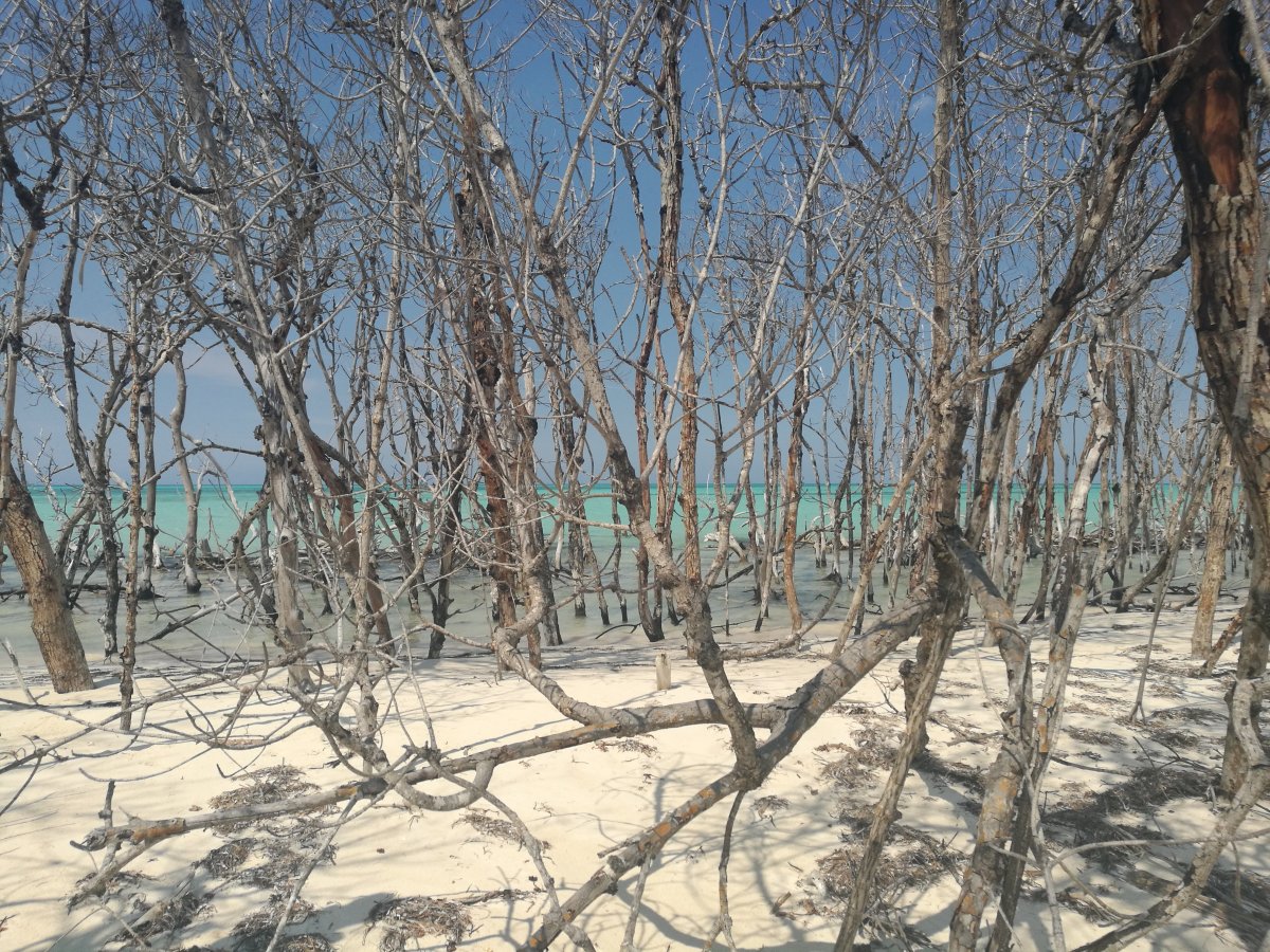 卡约莱维萨:古巴隐藏的天堂 - Cayo Levisa | Secret World Trip Planner