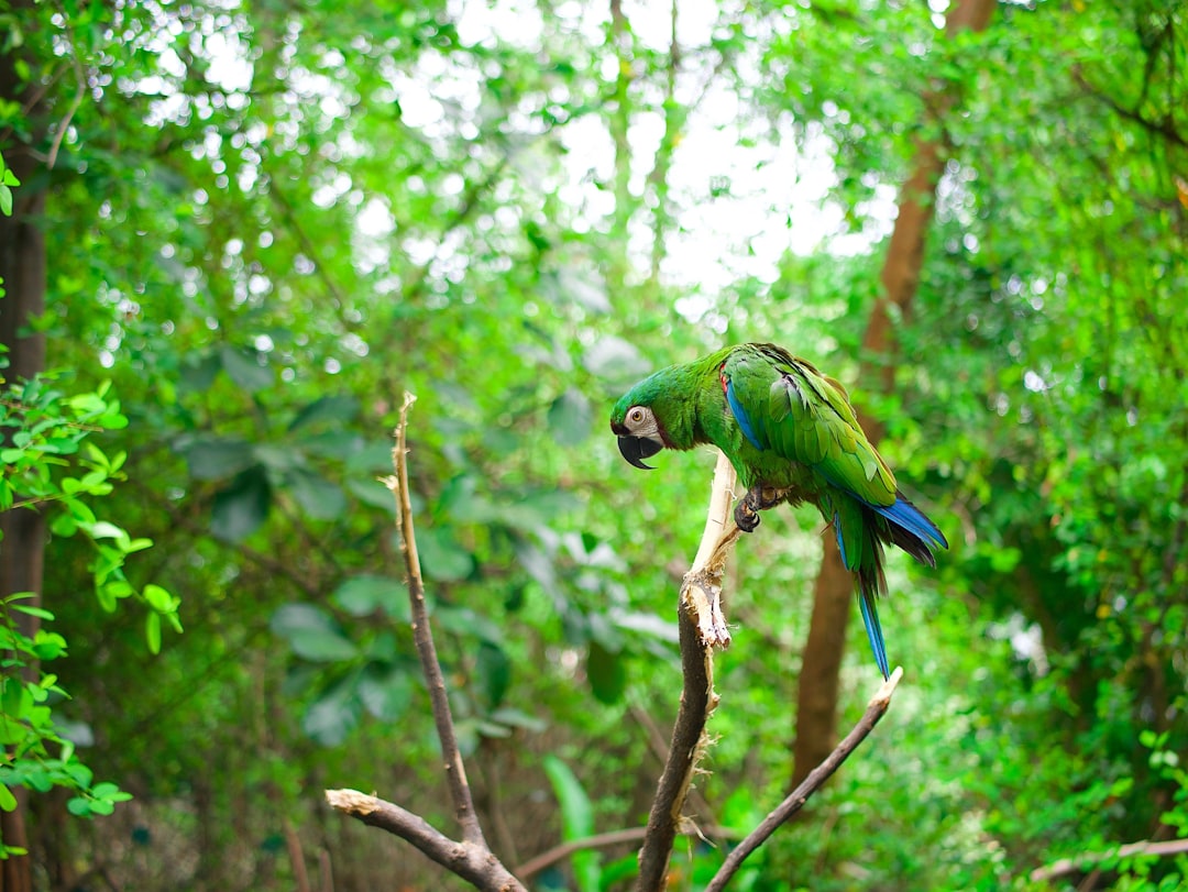 Discover the Parque de Aves Exoticas in Ecuador - Puyo | Secret World Trip Planner