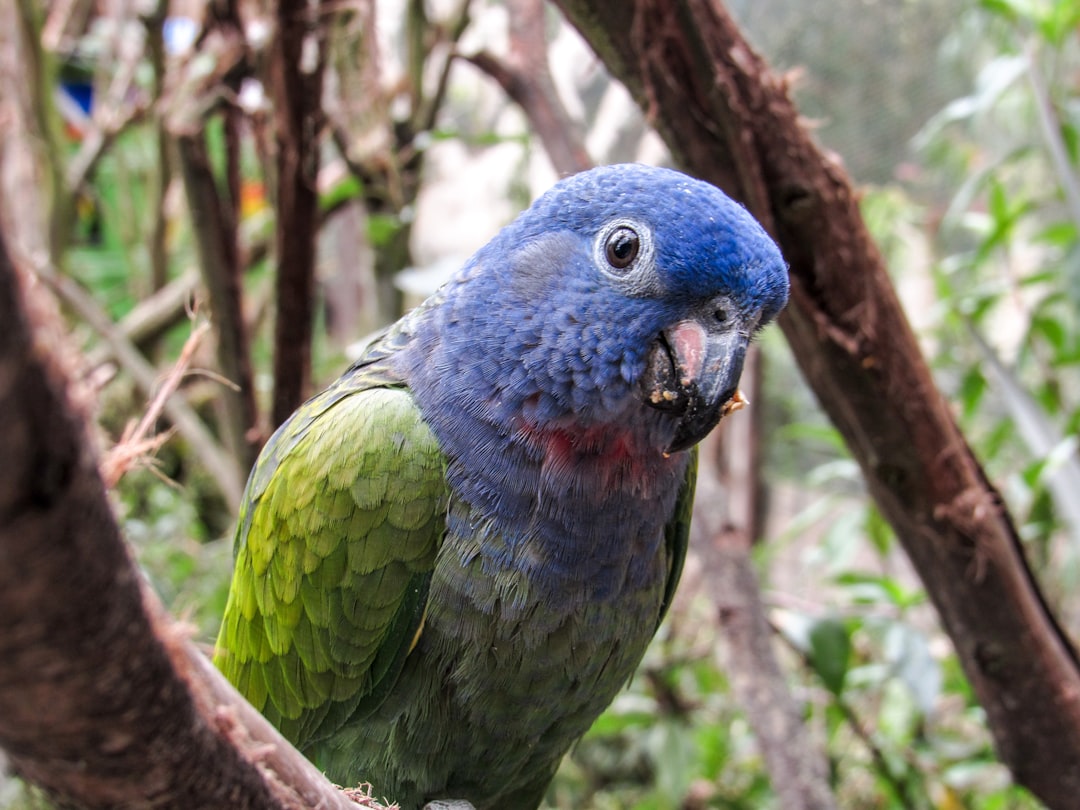 Descubre el Parque de Aves Exóticas en Ecuador - Puyo | Secret World Trip Planner