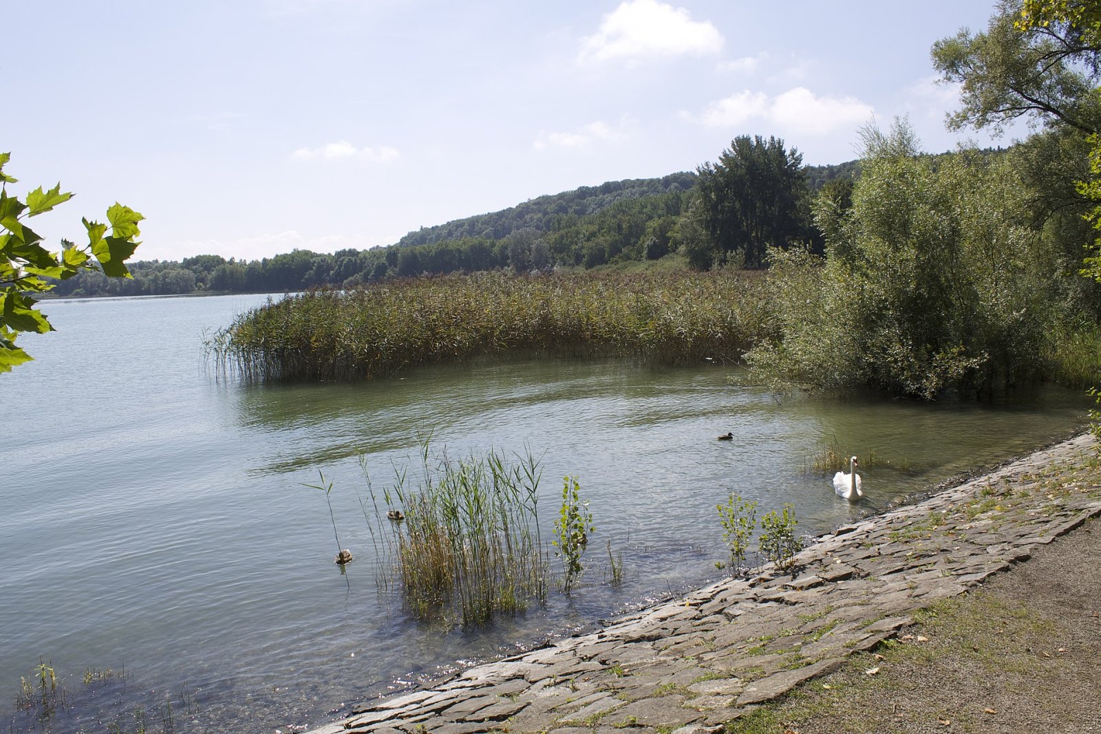 Scopri l'Isola di Mainau: Un Paradiso Naturale sul Lago di Costanza - Konstanz | Secret World Trip Planner