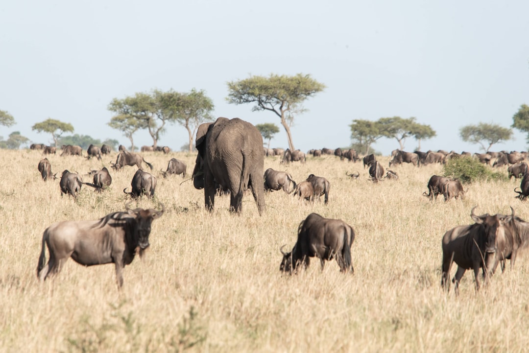Caminhos Deslumbrantes em Moshi: Aventuras no Kilimanjaro - Moshi | Secret World Trip Planner