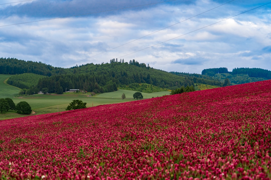 Willamette Valley : Le Paradis du Pinot Noir - Willamette Valley | Secret World Trip Planner