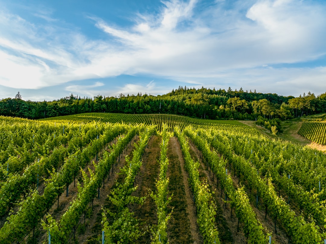 Willamette Valley: El Paraíso del Pinot Noir - Willamette Valley | Secret World Trip Planner