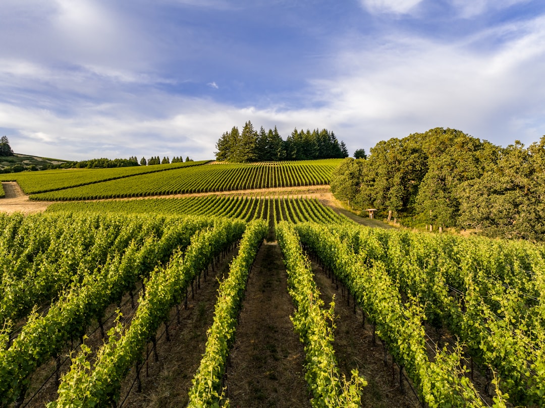 Willamette Valley: El Paraíso del Pinot Noir - Willamette Valley | Secret World Trip Planner