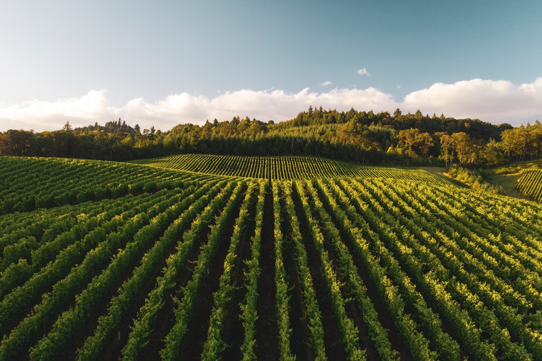 威拉米特谷：黑比诺的乐园 - Willamette Valley | Secret World Trip Planner