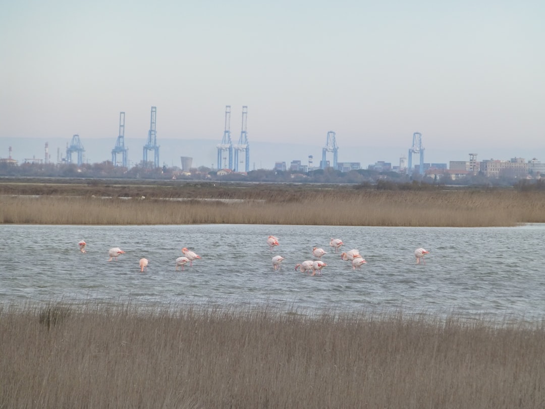 Discover the Magic of the Camargue National Park - Saintes-Maries-de-la-Mer | Secret World Trip Planner