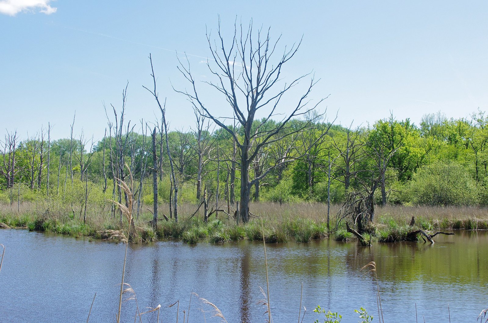 Discover Parc de Chambord: A Natural Gem in France - Chambord | Secret World Trip Planner
