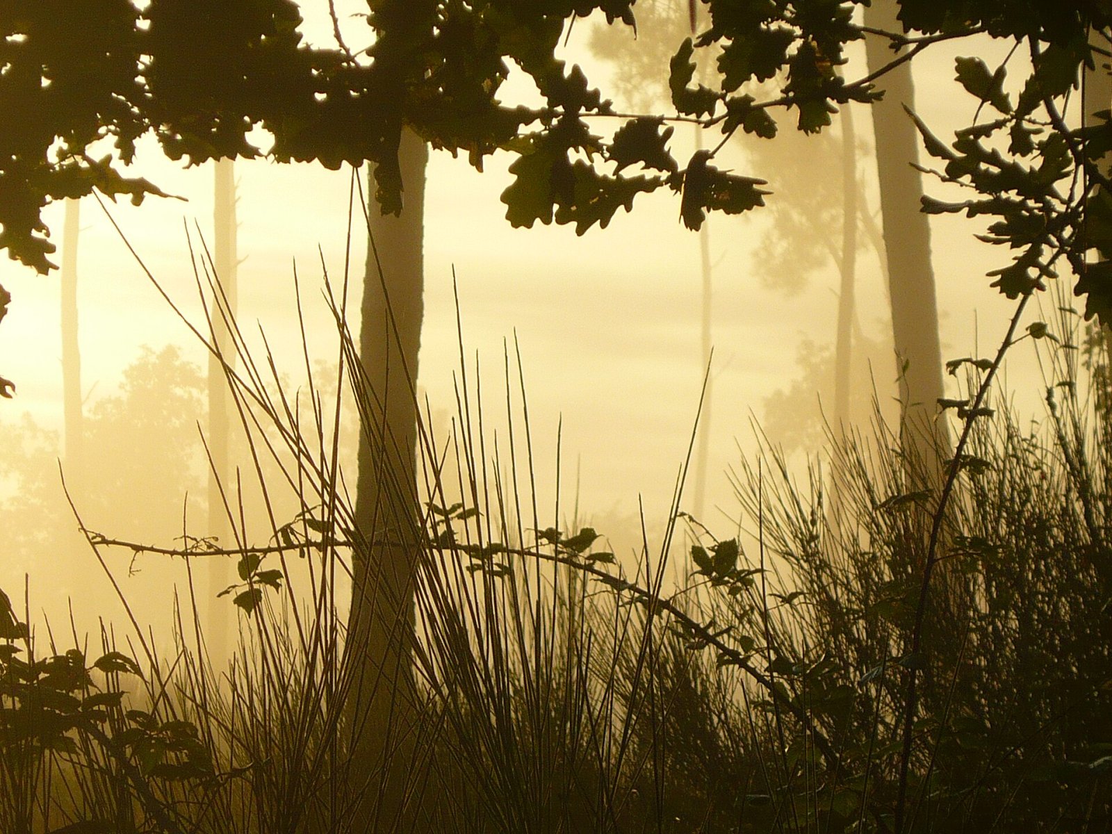 Explore the Forêt des Landes: Nature and Adventure in France - Sainte-Mère | Secret World Trip Planner