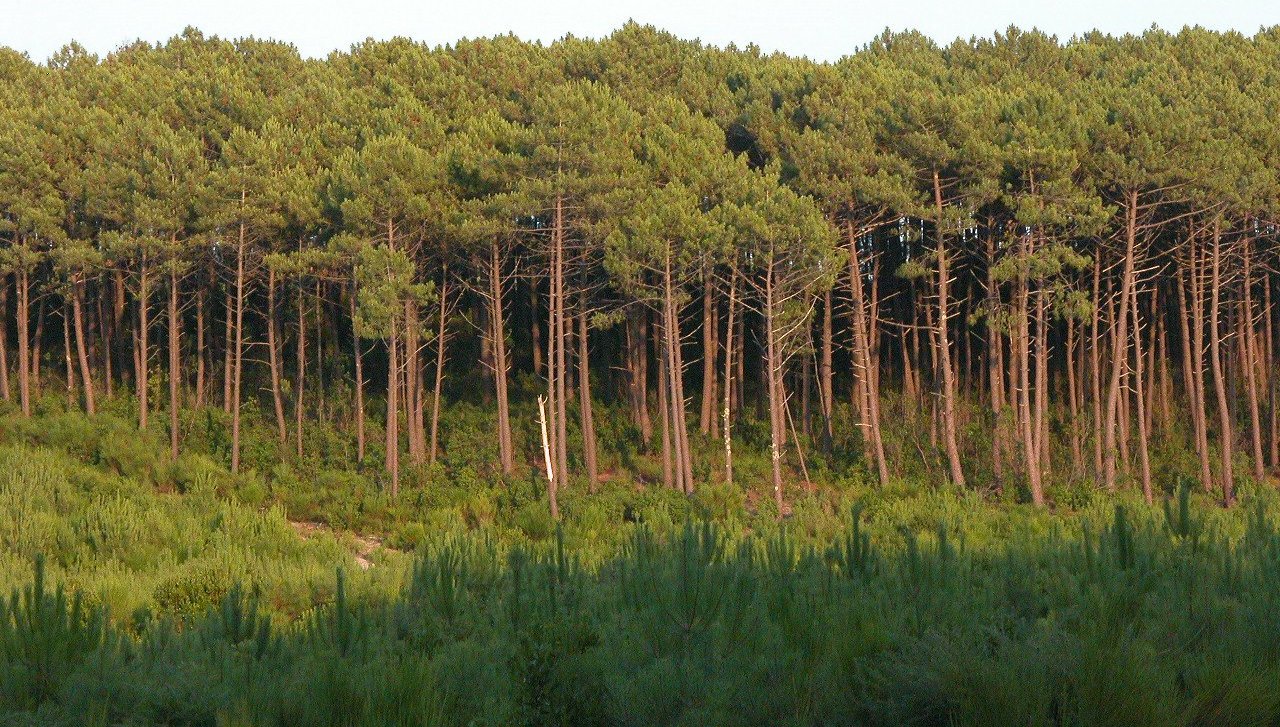 Explora la Forêt des Landes: Naturaleza y Aventura en Francia - Sainte-Mère | Secret World Trip Planner