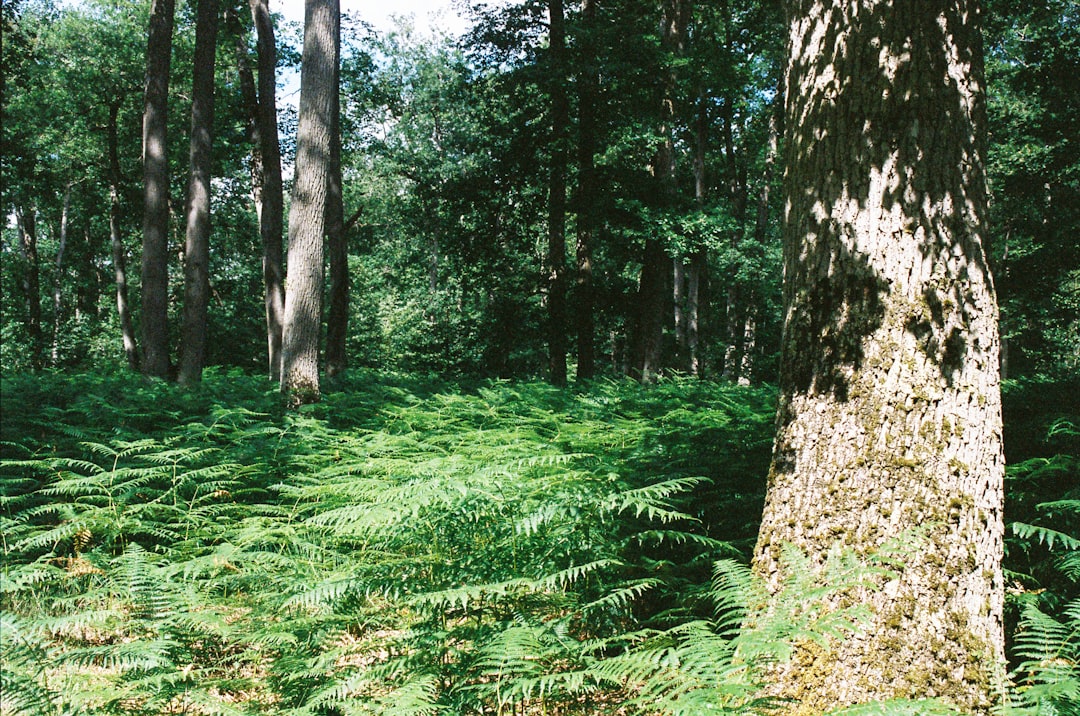 Explore a Forêt des Landes: Natureza e Aventura na França - Sainte-Mère | Secret World Trip Planner