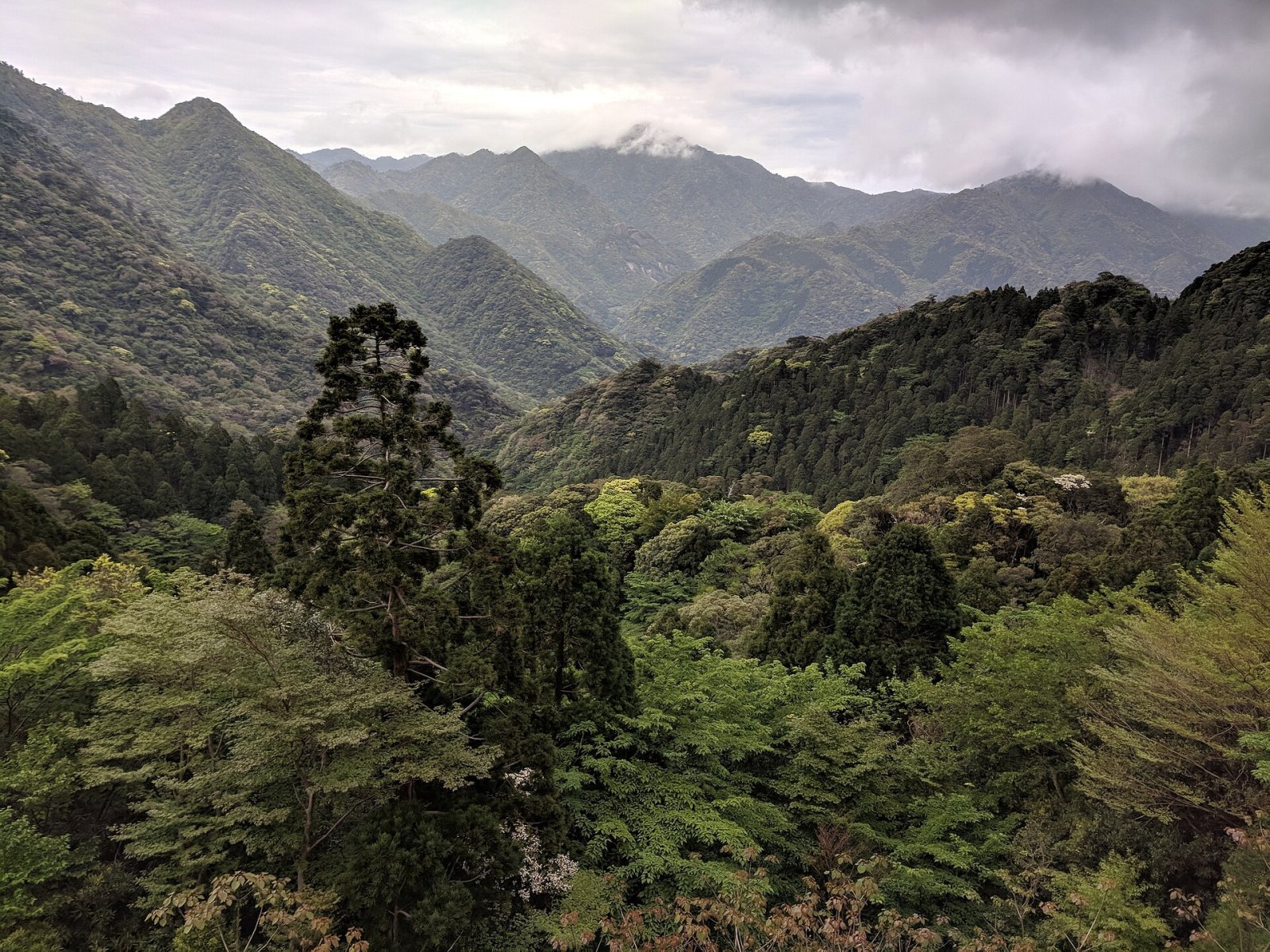 Descubra Yakushima: uma joia natural do Japão - Yakushima | Secret World Trip Planner