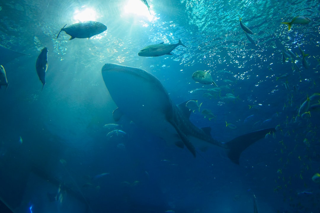 Découvrez l'Okinawa Churaumi Aquarium : Un bijou du Japon - Motobu | Secret World Trip Planner