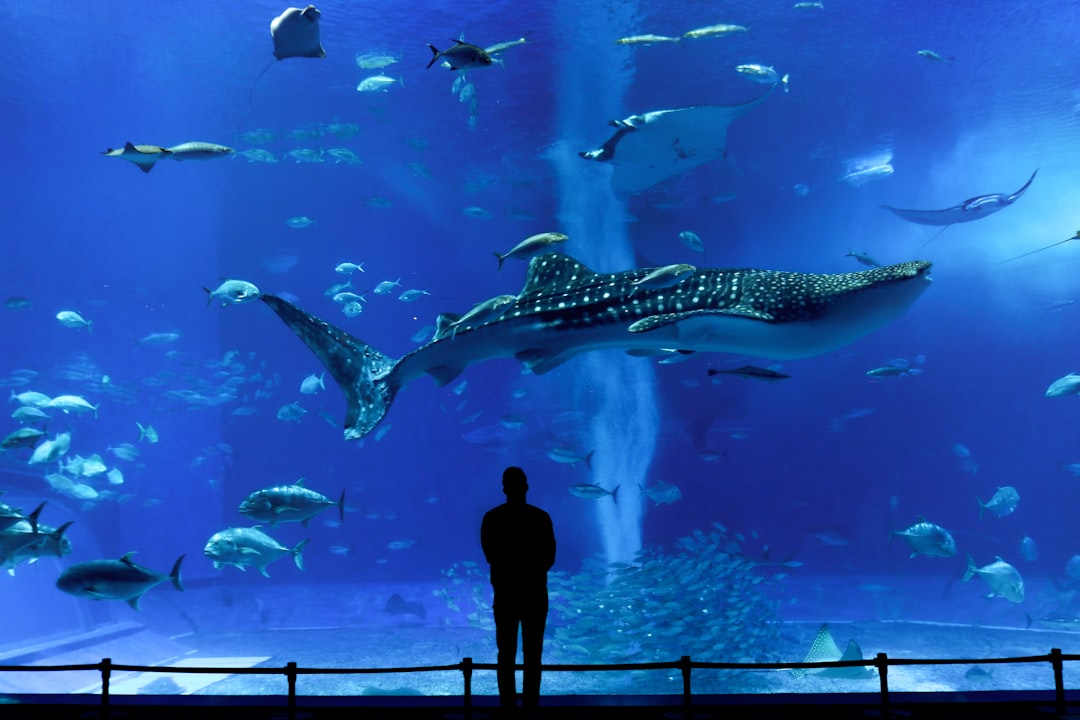 探索冲绳美丽海水族馆：日本的瑰宝 - Motobu | Secret World Trip Planner
